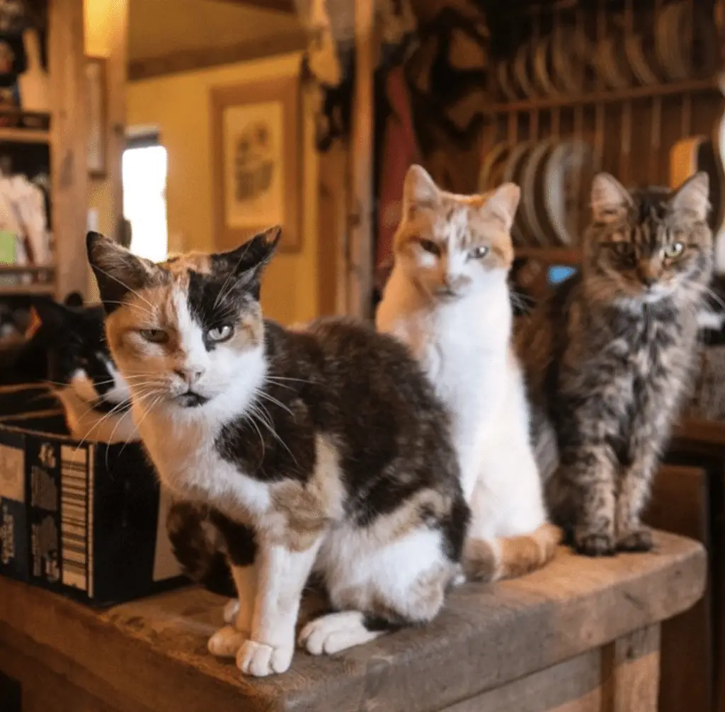 Screenshot 2024-01-25 at 17.22.47