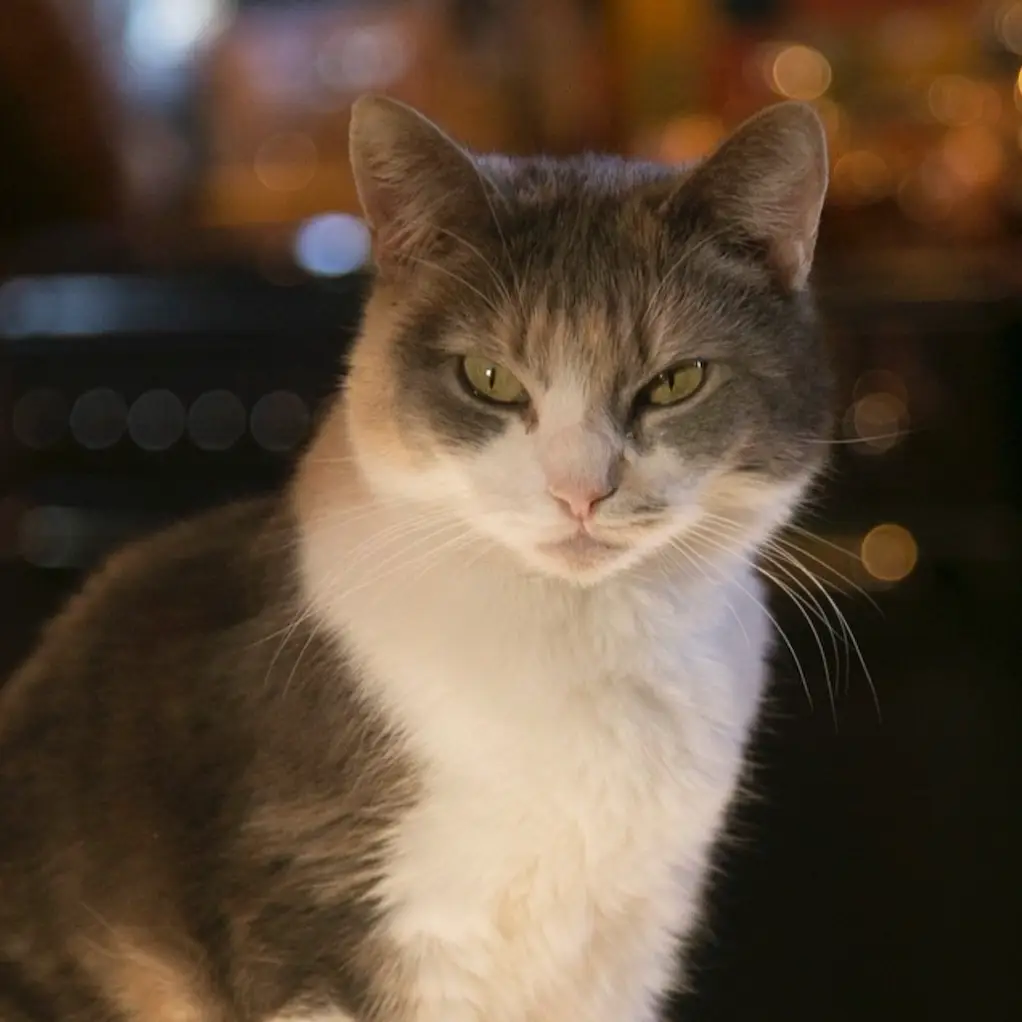 Screenshot 2024-01-25 at 17.23.10