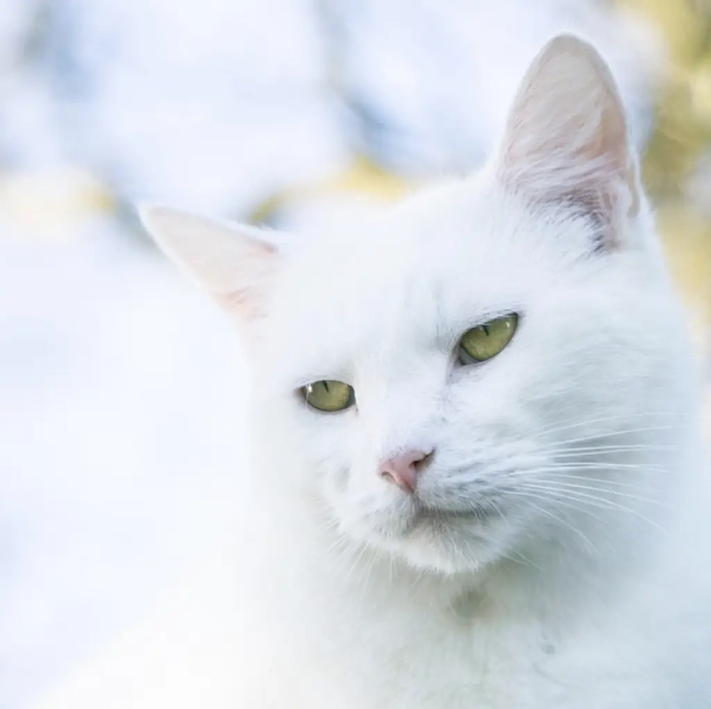 Screenshot 2024-01-25 at 17.23.26