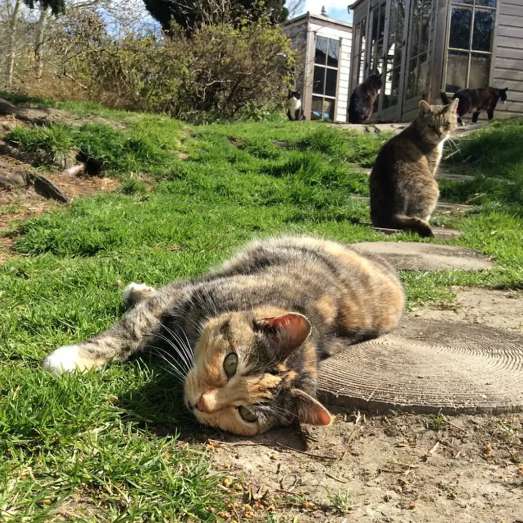 Screenshot 2024-01-25 at 17.24.35