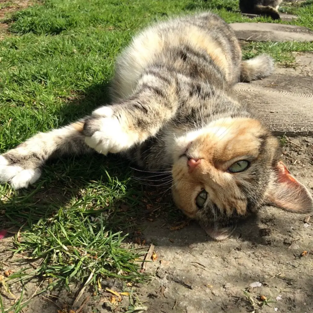 Screenshot 2024-01-25 at 17.24.48