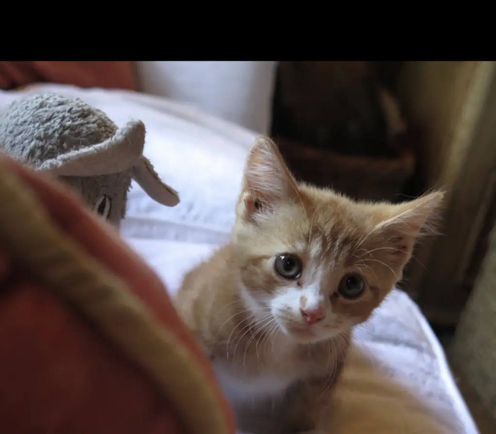 Screenshot 2024-01-25 at 17.25.41