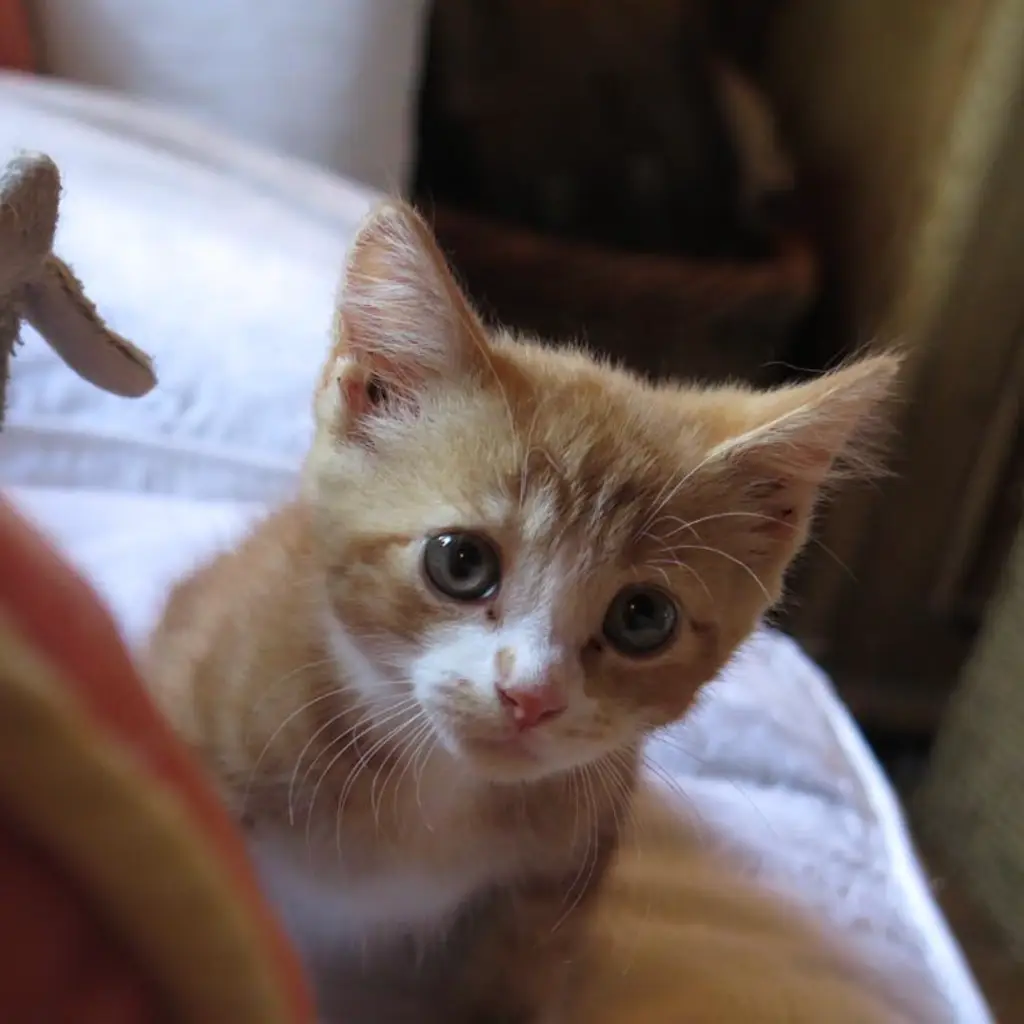 Screenshot 2024-01-25 at 17.26.02