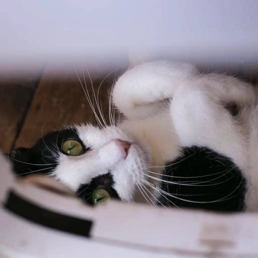 Screenshot 2024-01-25 at 17.26.22