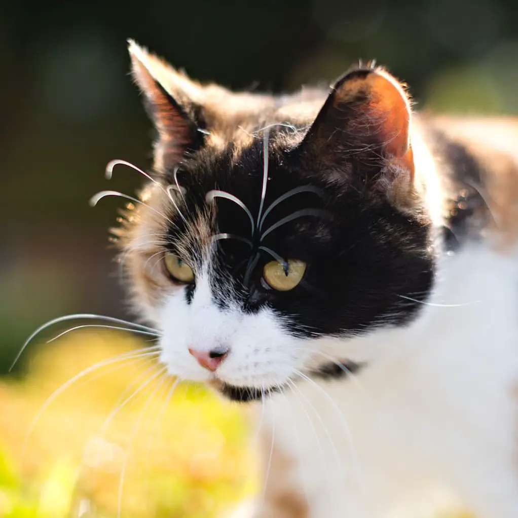 Screenshot 2024-01-25 at 17.31.45