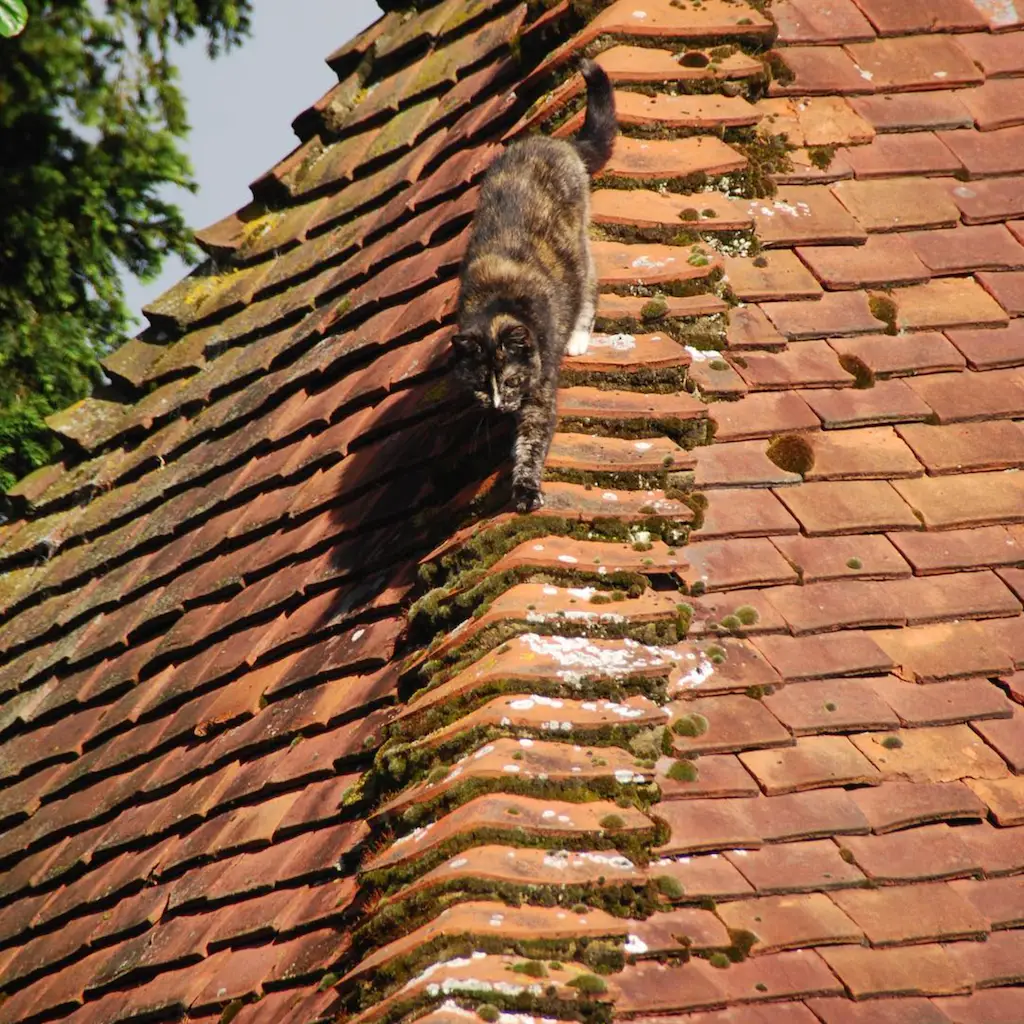 Screenshot 2024-01-25 at 17.32.14