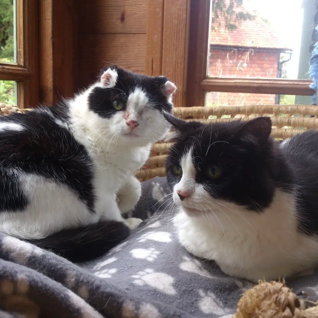 Screenshot 2024-01-25 at 17.32.26