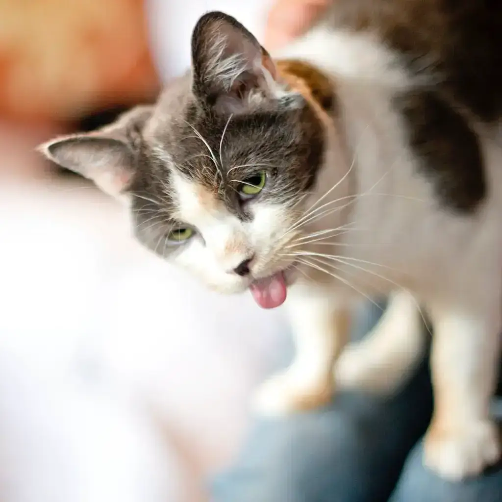 Screenshot 2024-01-25 at 17.32.38