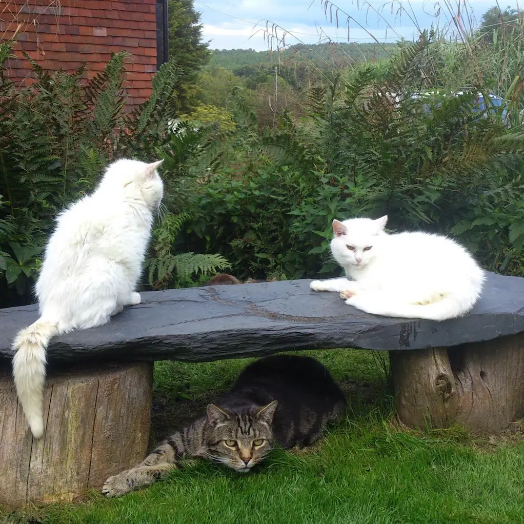 Screenshot 2024-01-25 at 17.32.51