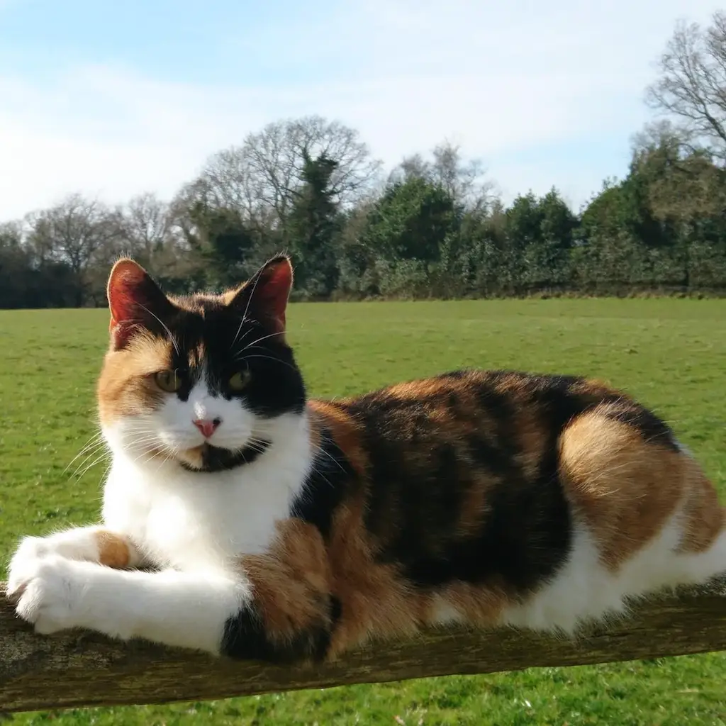 Screenshot 2024-01-25 at 17.34.20