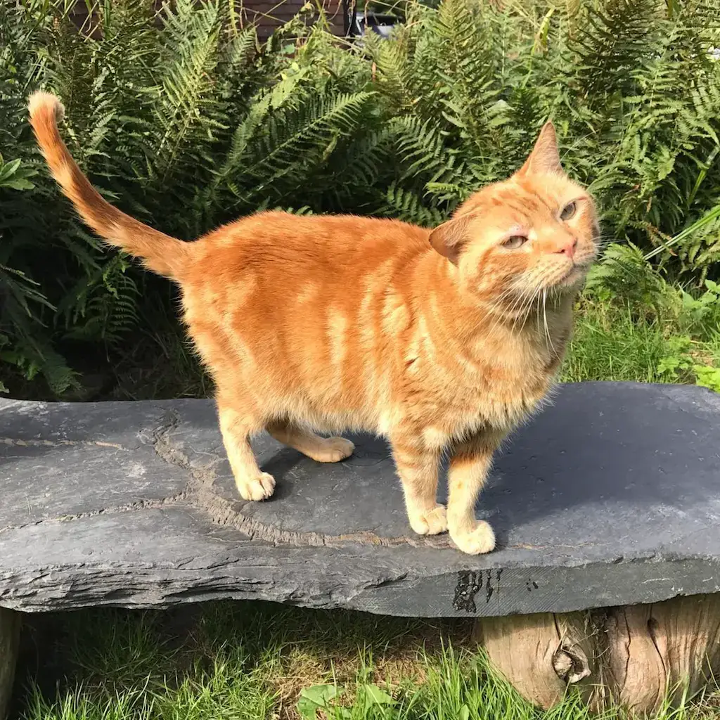 Screenshot 2024-01-25 at 17.35.27