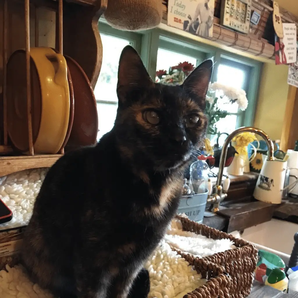 Screenshot 2024-01-25 at 17.35.53