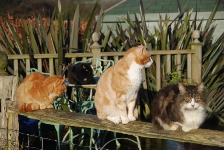 A cat settled in the sanctuary garden