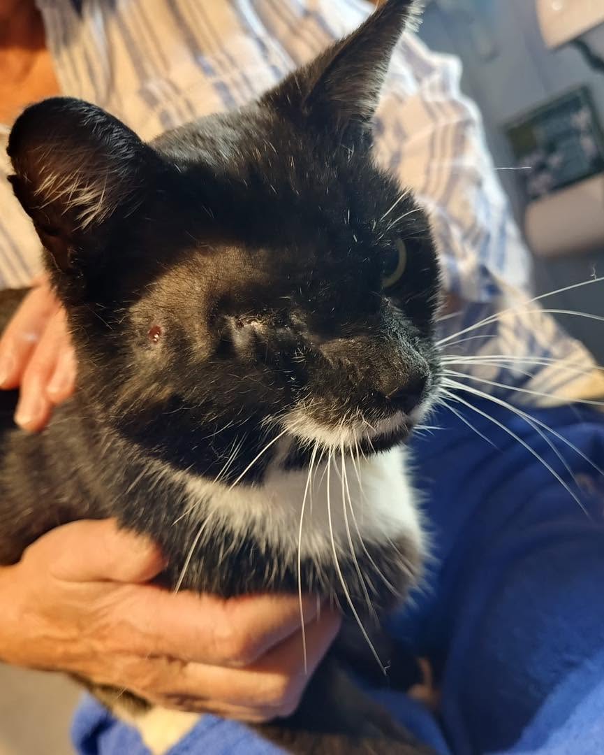 Ted, a black and white cat, held in a carer's arms. The socket where his eye was removed is closed, and a small mark is visible on his face.