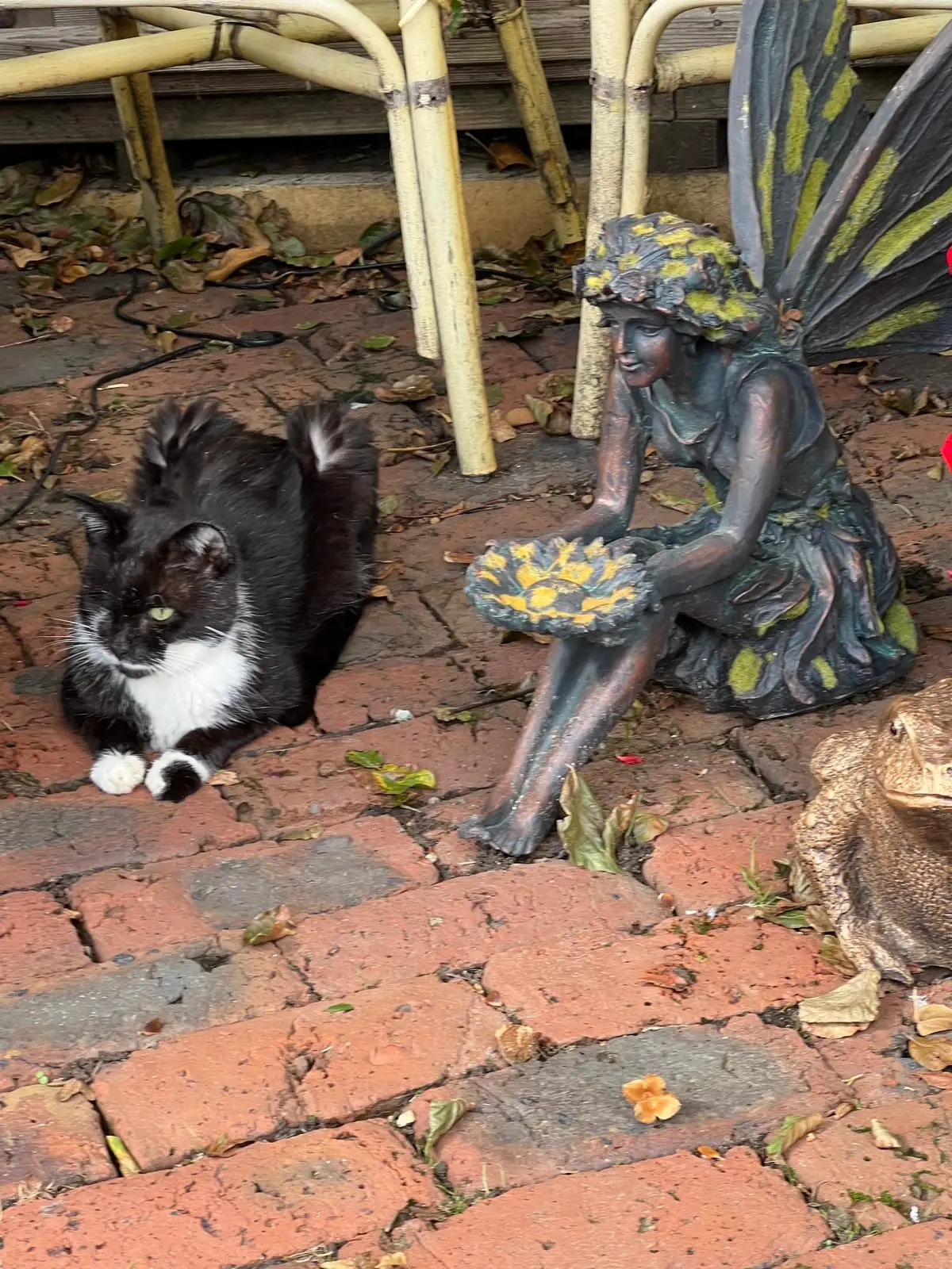 Ted lying comfortably on a brick path in the sanctuary garden beside a stone fairy ornament, paws tucked under him.