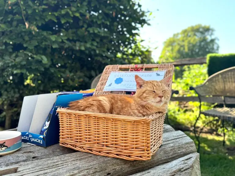 A ginger cat asleep in a wicker hamper of cat food