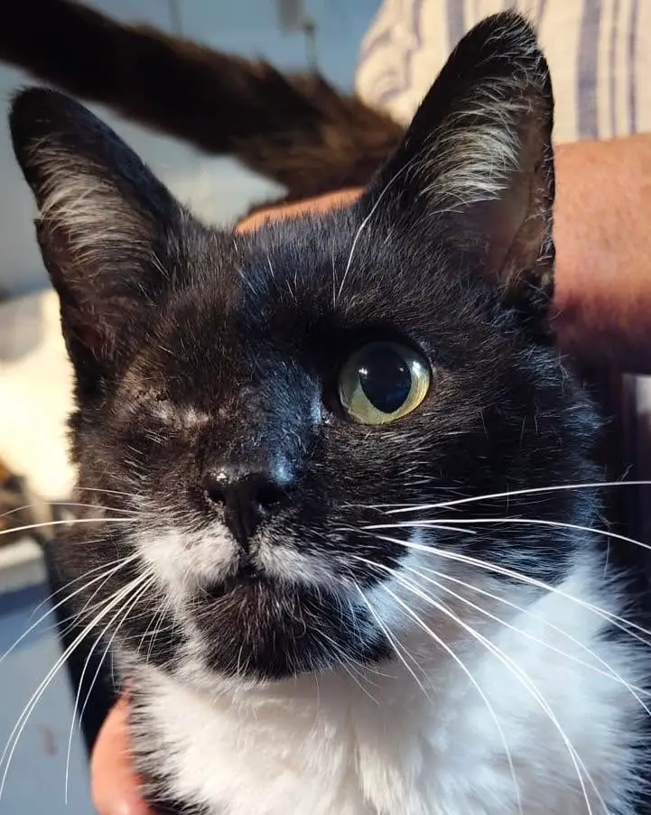Ted, a black and white rescued cat who lost an eye, held gently in a carer's arms
